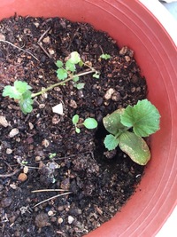 ゴールドクレストの花粉が飛散する時期はいつでしょうか Yahoo 知恵袋