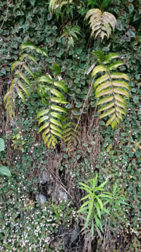 これはシダ植物でしょうか。 この植物の名前をご存知の方はいらっしゃいますか。
