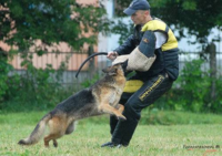 ドーベルマンは警察犬や軍用犬では殆ど見かけませんが何故ですか 私は沖縄 Yahoo 知恵袋