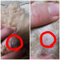 犬の頭に白い半透明なできものを発見しました大きさは米粒の半分くらいの大 Yahoo 知恵袋