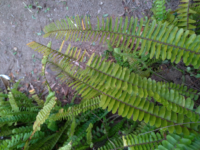 この植物が庭に大量発生しています。 - かなり根を張って地面を埋め