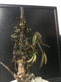 育てているカポック シュフレラ が枯れてしまいました 水のあげすぎか日光不足だ Yahoo 知恵袋