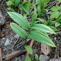 この植物の名前を教えてください アマドコロ ナルコユリに似てい Yahoo 知恵袋