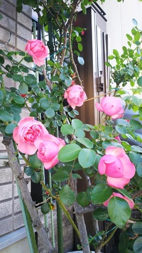 何年か前に植えたつるバラだと思うのですが名前を忘れてしまいました分かる方お願い Yahoo 知恵袋