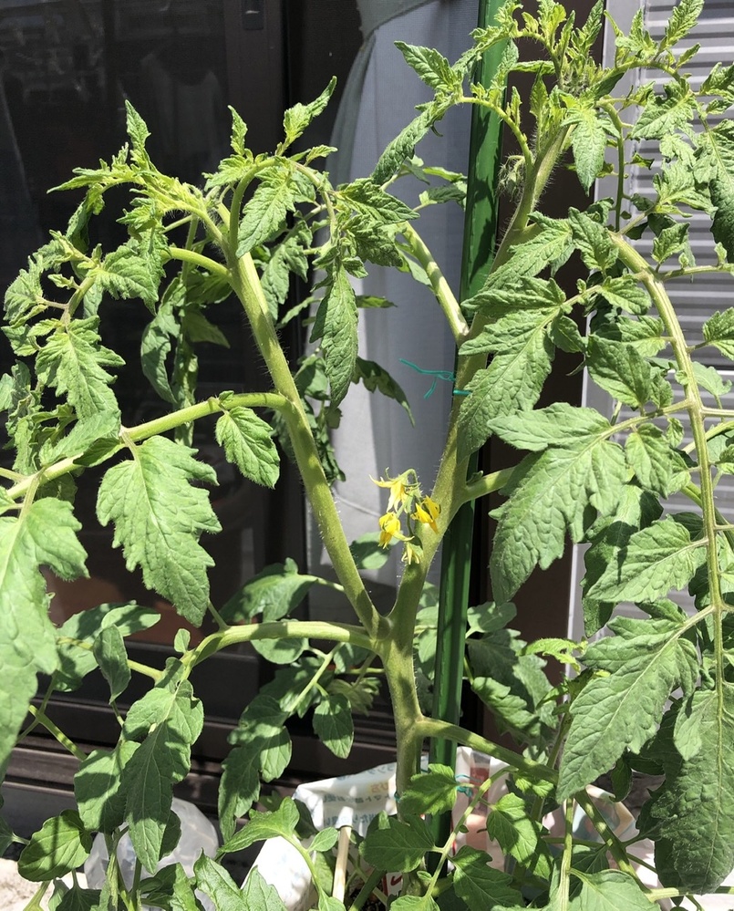 大玉トマト こいあじ を育てています わき芽かきをしていたつもりだっ Yahoo 知恵袋