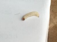 が わく うじ