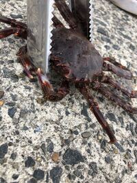 釣れたワタリガニの持って帰り方を教えてください 釣れた直後 氷 Yahoo 知恵袋