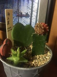 1週間ぐらい前から緋牡丹の一部の色が黄色 茶色くなってきてしまいました Yahoo 知恵袋