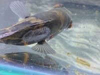 熱帯魚のオスカーが餌を食べなくなりました １ヶ月ほど前に購入したブリードのオス Yahoo 知恵袋