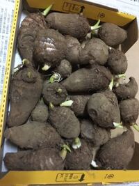 芽が出た里芋 そのまま保管であってますか 3月頃大量にもらい冷暗所に Yahoo 知恵袋