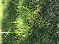 芝生の雑草 何という種のものでしょうか 画像のような雑草が芝に大量に Yahoo 知恵袋