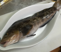 この魚はアイナメですか ホッケですアイナメと似ていますがアイナメは尾の Yahoo 知恵袋