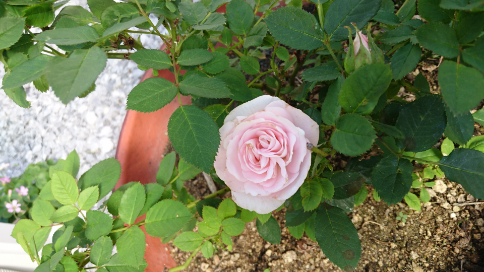 バラ 解決済みの質問 Yahoo 知恵袋