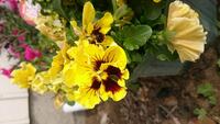 パンジー ビオラの花弁の枚数について パンジー ビオラの花弁の枚数につい Yahoo 知恵袋
