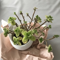 こちらの植物に虫がついたので外に置いておいたらこんな感じの汚い見た目になってし Yahoo 知恵袋