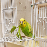 飼っているセキセイインコがおもちゃを怖がりがちなのですが 何か慣れ Yahoo 知恵袋