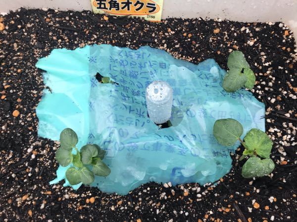 オクラを種から初めて育ててみました 芽も出て来て嬉しいです 調べた時にビニールをかぶせると書いてあったので被せてますが、このビニールはいつ外せばいいのでしょうか？