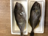 この魚は何ですか 食べれますか ウスバハギです カワハギの仲間で 新し Yahoo 知恵袋