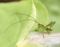 この 生まれたばかりのバッタの幼虫は 何のバッタの幼虫でしょう Yahoo 知恵袋