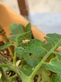 ミニトマトに住んでいるこの蜘蛛は害虫でしょうか エカキムシとい Yahoo 知恵袋