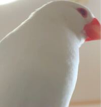 目の中央が赤い文鳥は普通ですか それともアルビノですか わかる Yahoo 知恵袋