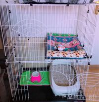 グリーンイグアナ飼育ゲージ グリーンイグアナの飼育を考えました Yahoo 知恵袋
