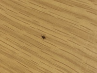 最近家でよく見る虫です 潰すと赤い血のような体液 がでます なんの虫 Yahoo 知恵袋
