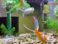 3日くらい前から 金魚の尾びれに 透き通った黄色っぽい水疱 のよ Yahoo 知恵袋