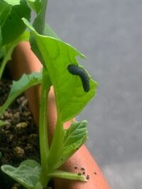 育てているベビーリーフに芋虫が大量についていました 分かりづら Yahoo 知恵袋