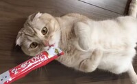 大喜利 お題 ねこのおやつｃａｏちゅ る この商品のキャッチコピーを作って Yahoo 知恵袋