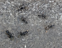 こんにちは、
昨日、道路をアリの一群が歩いていました。
６，７匹で、まるで戦争の偵察隊のように隊列を組んで歩いていました。
このアリの種類と、なぜ、隊列を組んで歩いているのか知りたいです。 よろしくお願いします。