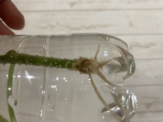 パキラの水挿しです この白いブツブツはなんでしょうか カビ カルスとかなんとか Yahoo 知恵袋