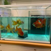 今金魚飼い始めましたが45cm水槽に10数センチの金魚4匹は過密ですか もっと Yahoo 知恵袋