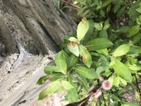 花瓶に挿してあったネコヤナギから根がはえてきました 鉢植えにし Yahoo 知恵袋