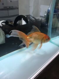 10ヶ月ほど飼っている金魚です 半年前から両尾びれの中間から先にかけて充 Yahoo 知恵袋