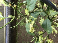 レモンの木に花が咲いてきた所でしたが いきなり枯れ始めてきた感じに見 Yahoo 知恵袋