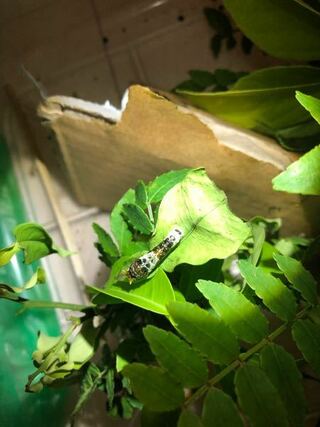 この幼虫はクロアゲハでしょうか なかなか緑の幼虫にならないので心配です Yahoo 知恵袋