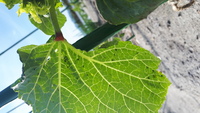 オクラの葉っぱのうらに 黒色のゴマみたいなのがついていました 虫ですか 虫の名 Yahoo 知恵袋