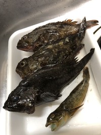 画像の魚を頂いたのですが 種類がわかりません 上二つはカサゴだと思う Yahoo 知恵袋