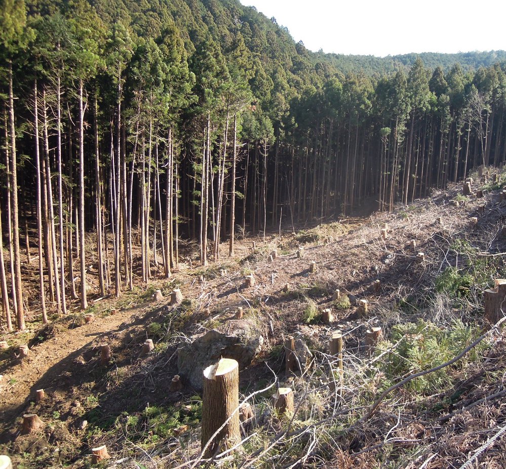 植林されたスギ、ヒノキなどは材木用に根元で伐採したあとに切り株が