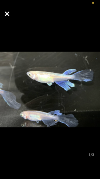 松井ヒレ長幹之メダカの稚魚を買いました そこで質問です 松井 Yahoo 知恵袋