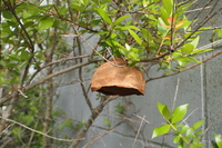これは何というハチの巣でしょう。トックリバチ？

大きさは野球のボールくらい。 