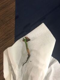こんにちは このパキラは実生苗ですか パキラ 観葉植物 植 Yahoo 知恵袋