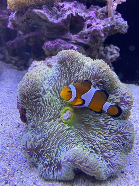 ハタゴイソギンチャクの状態 - 水槽に導入して3日ほど経ちます。口の 