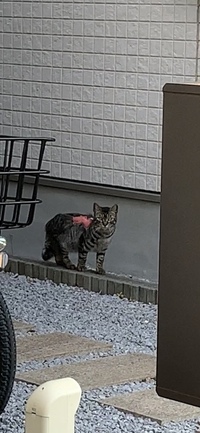 野良猫ちゃんなのですが 背中がずるむけで痛そうで 本日 買い物に行くときに違う Yahoo 知恵袋