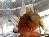 ベタ がエア食いをしてしまいます 糞をしたりガスがうまく抜け Yahoo 知恵袋