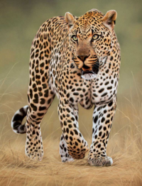 土佐犬の強さはどれほどだろ 現実的に対戦は無理だろうけど 土佐 Yahoo 知恵袋