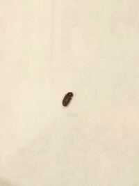 ゴキブリの赤ちゃんは 1ミリ2ミリですか チャバネゴキブリの幼虫では Yahoo 知恵袋