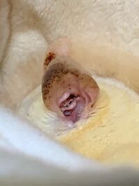1年ほど飼育しているオスのフクロモモンガの耳と体が汚いです リ Yahoo 知恵袋