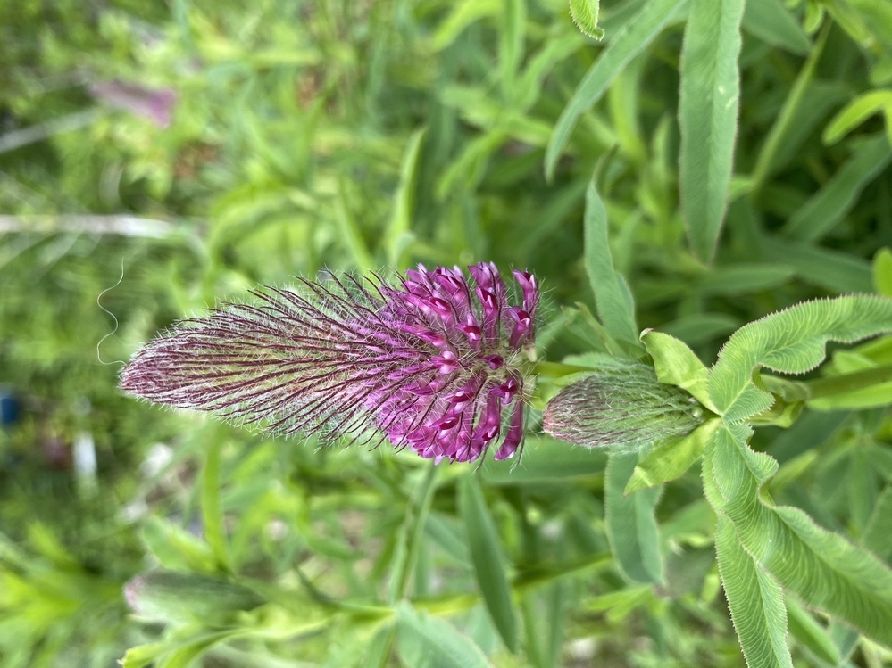 この花の名前を教えてください ストロベリーキャンドルかと思いましたが Yahoo 知恵袋